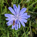 Chicory Wild