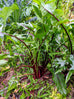 Chicory Red Dandelion