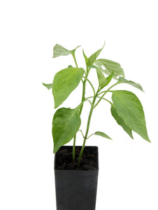 Chilli Jalapeno