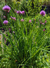 Chives