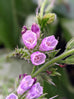 Comfrey Flowers