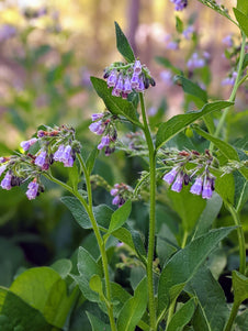 Comfrey Flower