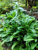 comfrey growing in the garden