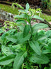 comfrey in flower