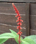 Salvia confertiflora