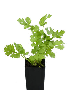 Coriander