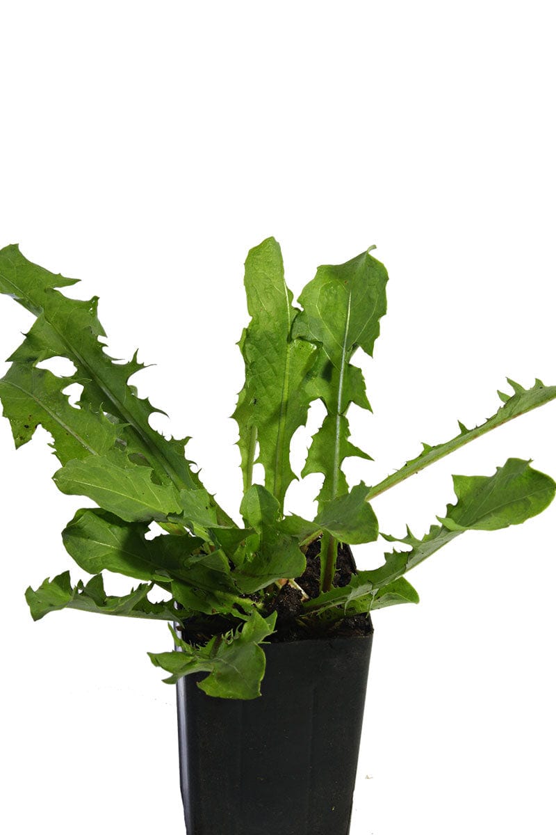dandelion house plant Organic Dandelion | Taraxacum officinale Plant