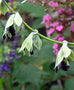 Salvia discolor