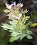 Salvia dolomitica