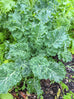 Kale - Dwarf Blue Curled Kale