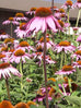 Echinacea Angustifolia