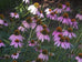 Echinacea Purpurea