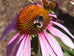 Echinacea Purpurea