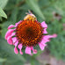 echinacea flower