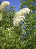 Elderflower Tree in Flower