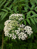 Elderflower plant in flower