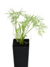 Fennel - Florence Fennel