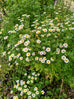 Feverfew Flowers in bloom