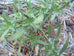 French Tarragon in garden