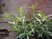 planted French Tarragon