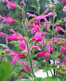 Salvia dorisiana 'Fruity Sage'