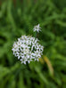 Chives - Garlic Chives