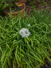 Chives - Garlic Chives