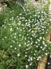 chamomile flowers