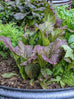 red mustard greens