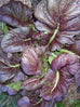 red mustard leaves