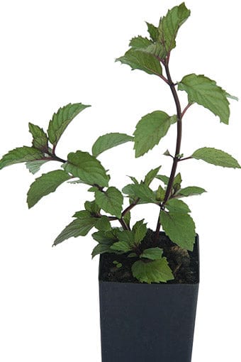 Buy Organic Ginger Mint Plants (Mentha spicata species) – Mudbrick Herb  Cottage