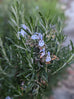 Rosemary - Gorza Rosemary