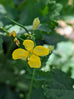 Greater Celandine