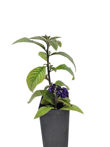 Heliotrope - Lord Roberts