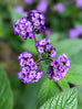 Heliotrope - Lord Roberts