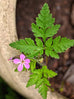 Herb Robert