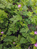 Herb Robert