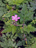 Herb Robert