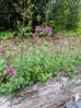 Oregano - Hopley&
