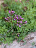 Oregano - Hopley&