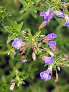 Rau Om Rice Paddy Herb Flower