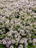 Thyme - Cretan Thyme