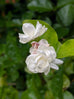 Jasmine Sambac white flower
