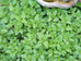 Lemon Balm growing in the garden