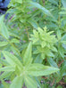 Lemon Verbena