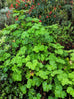 Scented Geranium Lemon Verbena