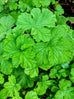 Scented Geranium Lemon Verbena