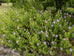 Scented Geranium Lemon Crisp