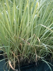 Lemon Grass Plant