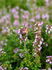 Bee on Lemon Thyme plant